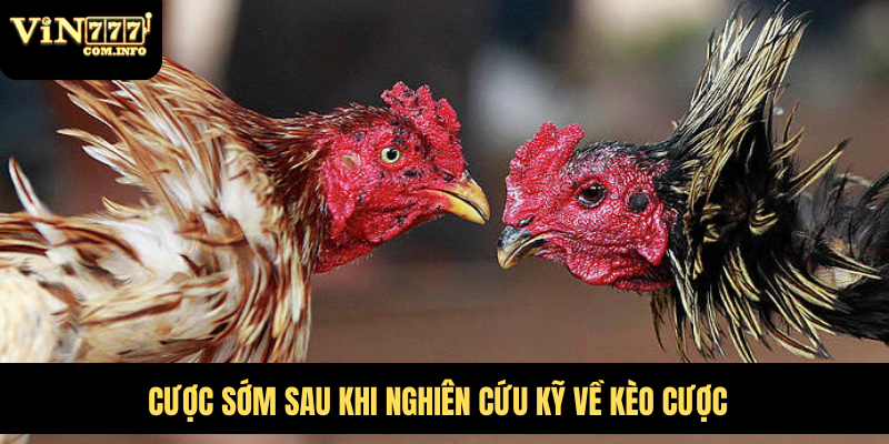 Hướng Dẫn Chơi Đá Gà VIN777 com Chi Tiết Với Quy Tắc Chuẩn 7 Cược sớm sau khi nghiên cứu kỹ về kèo cược