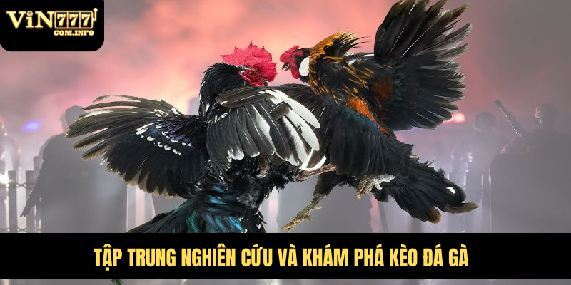 Hướng Dẫn Chơi Đá Gà VIN777 com Chi Tiết Với Quy Tắc Chuẩn 8 Tập trung nghiên cứu và khám phá kèo đá gà