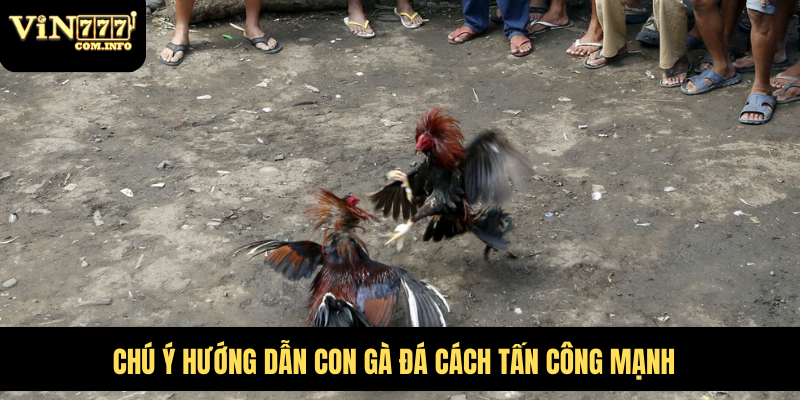 Những Chú Gà Chạy Kiệu Nhanh Nhẹn Và Rất Khó Bị Đánh Bại 6 Chú ý hướng dẫn con gà đá cách tấn công mạnh