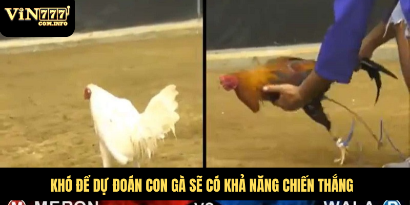 Những Chú Gà Chạy Kiệu Nhanh Nhẹn Và Rất Khó Bị Đánh Bại 7 Khó để dự đoán con gà sẽ có khả năng chiến thắng