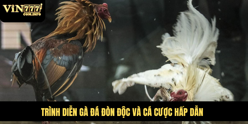 Gà Đá Đòn Độc Tích Cực Ra Đòn, Tạo Ra Bước Đột Phá Lớn 5 Trình diễn gà đá đòn độc và cá cược hấp dẫn
