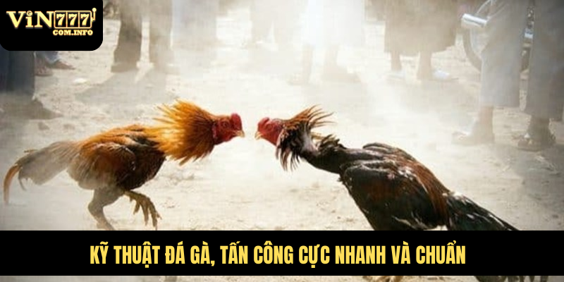 Gà Đá Đòn Độc Tích Cực Ra Đòn, Tạo Ra Bước Đột Phá Lớn 7 Cần huấn luyện tích cực để gà quen cách tấn công
