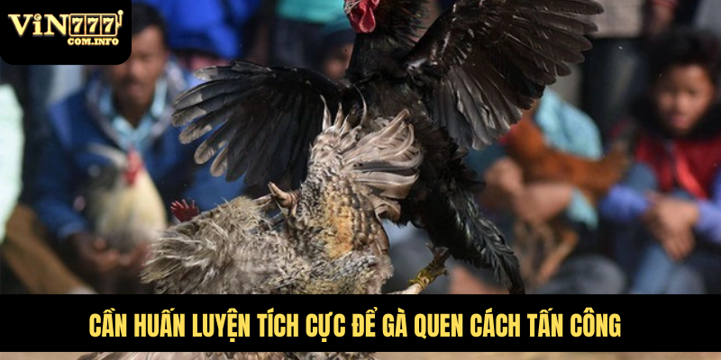 Gà Đá Đòn Độc Tích Cực Ra Đòn, Tạo Ra Bước Đột Phá Lớn 6 Kỹ thuật đá gà, tấn công cực nhanh và chuẩn