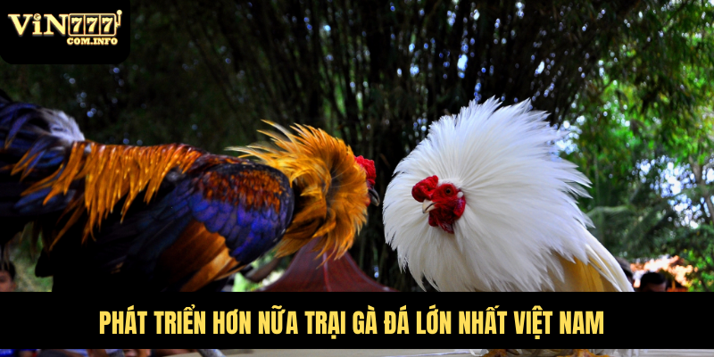 Quy Mô Hoành Tráng Của Trại Gà Đá Lớn Nhất Việt Nam 5 Phát triển hơn nữa trại gà đá lớn nhất Việt Nam