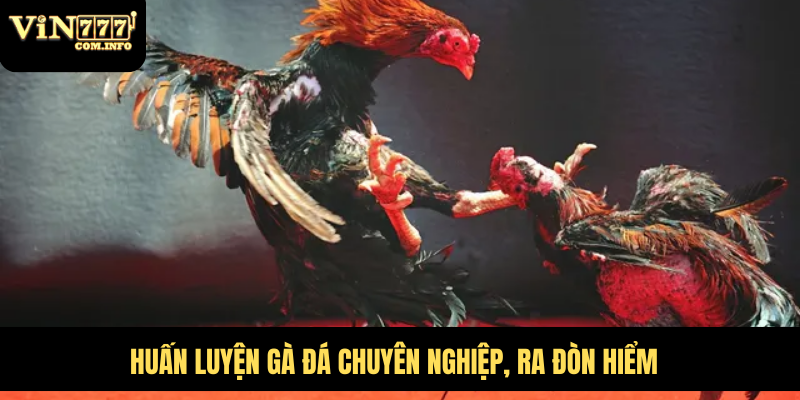 Quy Mô Hoành Tráng Của Trại Gà Đá Lớn Nhất Việt Nam 6 Huấn luyện gà đá chuyên nghiệp, ra đòn hiểm