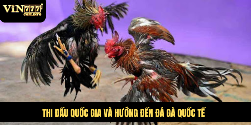 Quy Mô Hoành Tráng Của Trại Gà Đá Lớn Nhất Việt Nam 7 Thi đấu quốc gia và hướng đến đá gà quốc tế